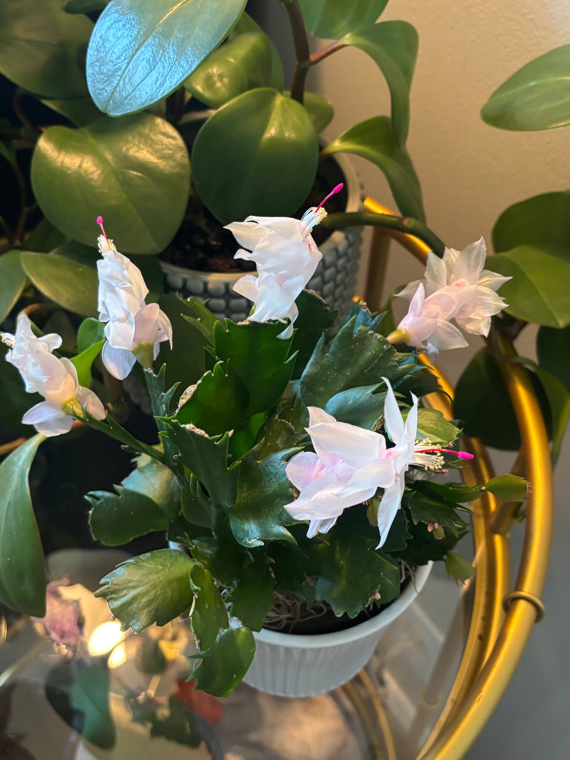 My Christmas Cactus Bloomed in May (And I Wasn’t Expecting It)