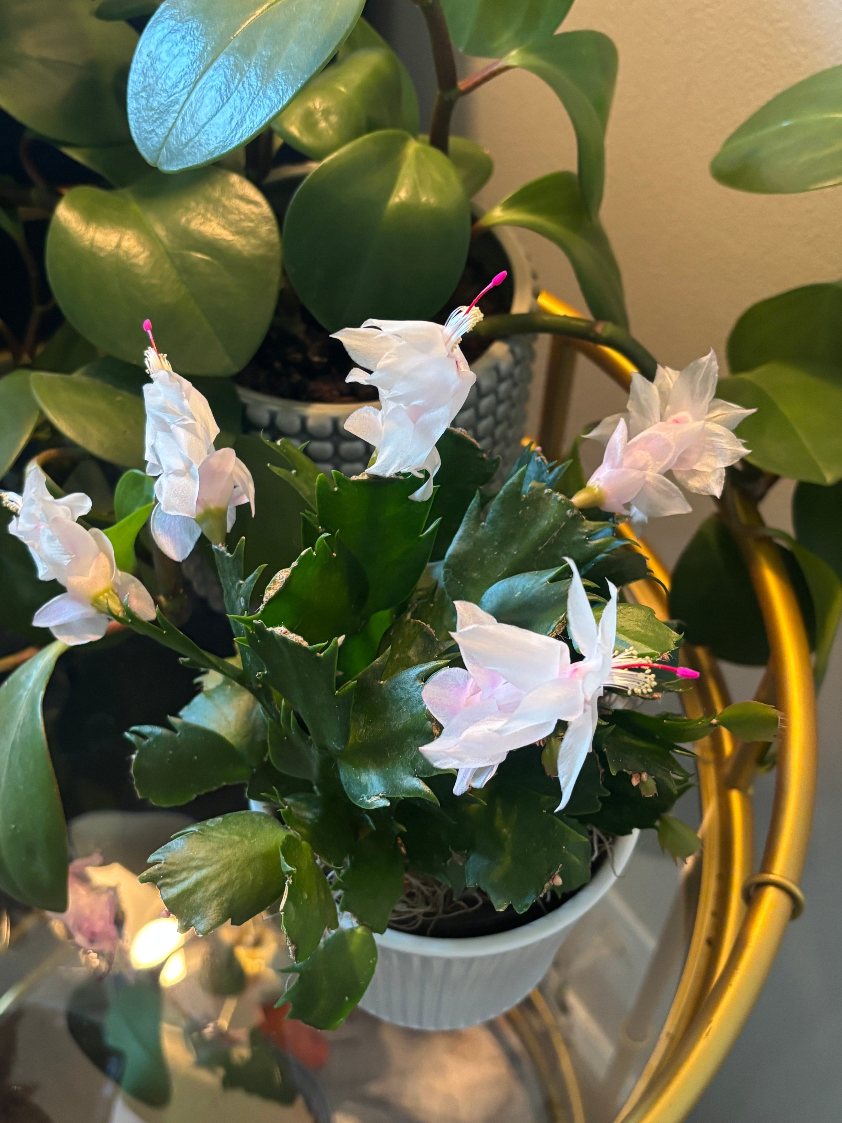 My Christmas Cactus Bloomed in May (And I Wasn’t Expecting It)