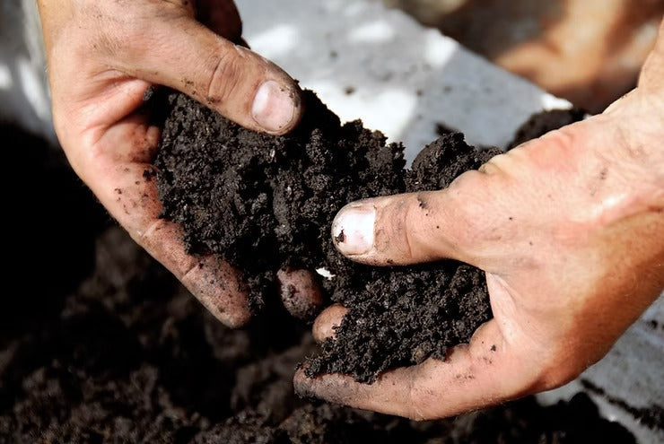Why Healthy Soil Matters for Plants
