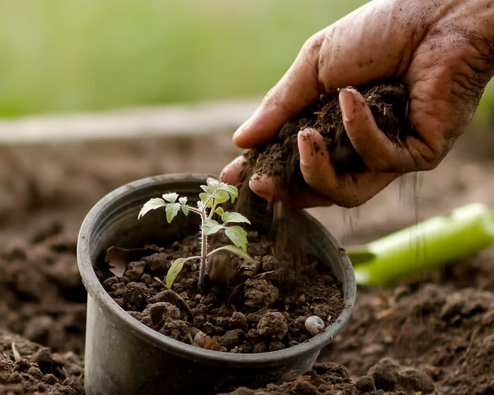 The Beginner's Guide to Living Soil Why Soil is More Than “Dirt”
