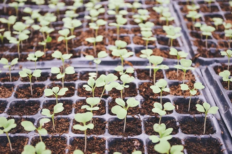 How to Use GROZOME When Starting Seeds