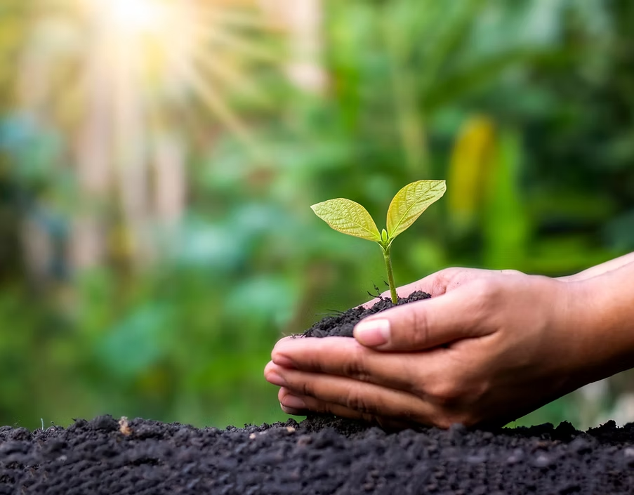 Best Fertilizer for Vegetable Gardens in the Spring