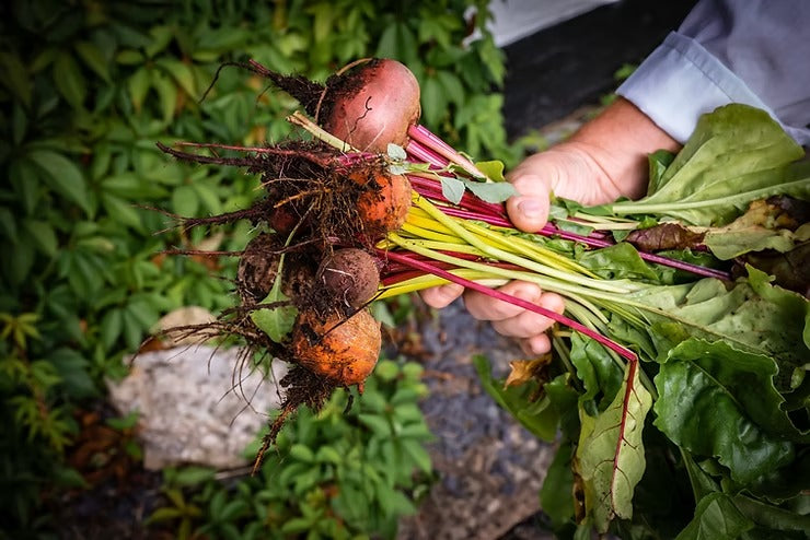 Reset Your Soil Health in the New Year