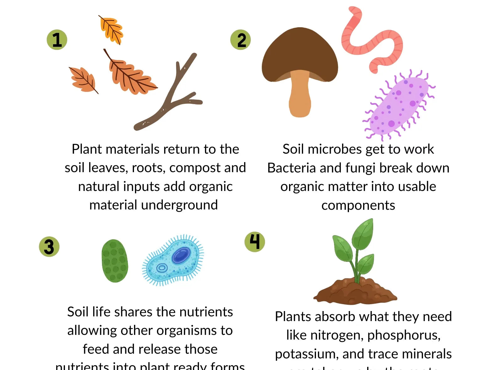 How to Enrich Your Garden Soil Naturally: Compost, Amendments, and Microbes