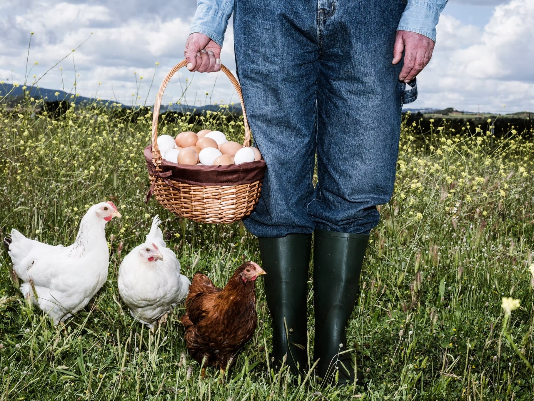 How the USDA’s Regenerative Farming Pilot Program Is Helping Farmers and Where GROZOME Fits In