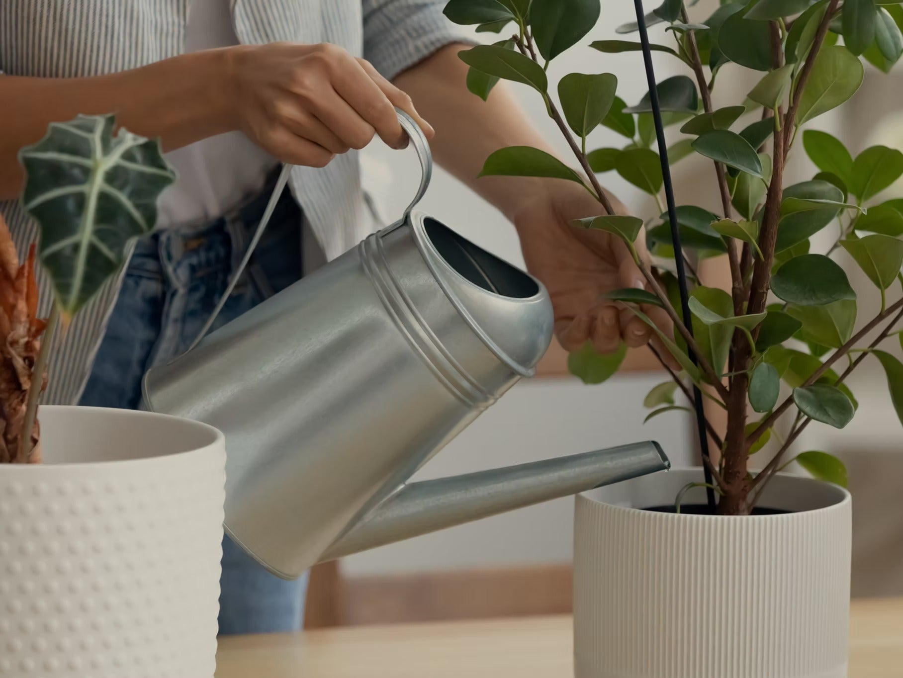 Why Your Houseplant Soil Dries Out Too Fast (or Stays Wet Too Long)