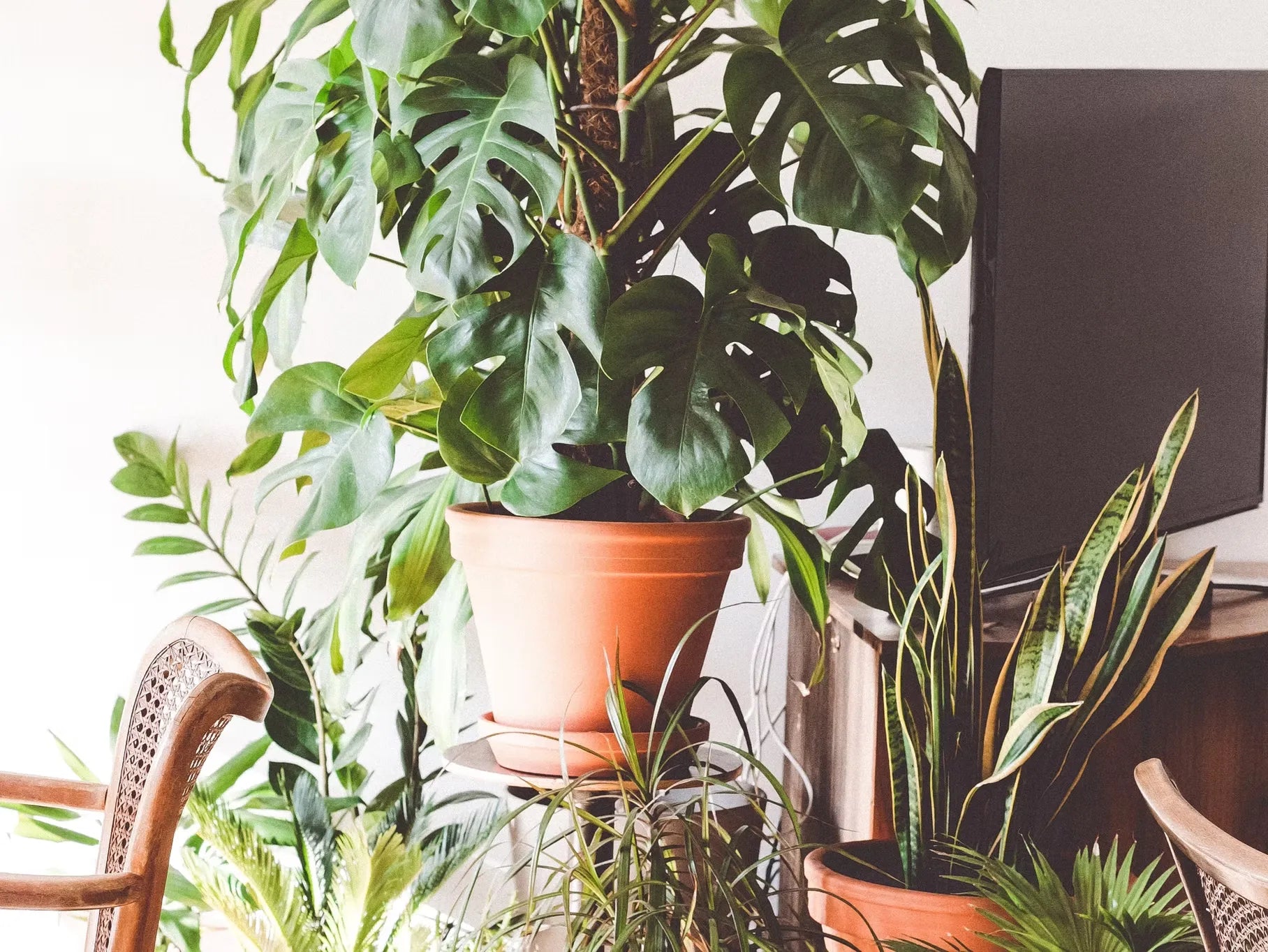 How to Make Your Indoor Plant Soil Healthy