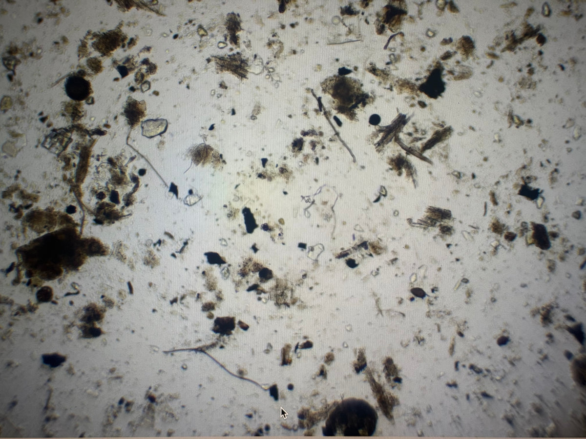 100X microscopic view of GROZOME sample containing various organics, humics, micronized biochar, fungal hyphae, amebae, protozoa and nematodes.   