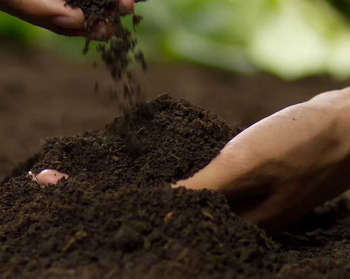 Hands working with soil in a garden setting
